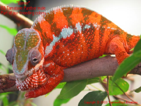  Furcifer pardalis ID = 