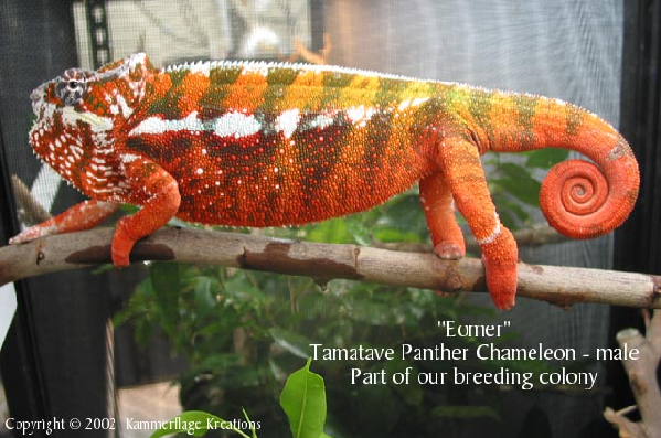  Furcifer pardalis ID = 