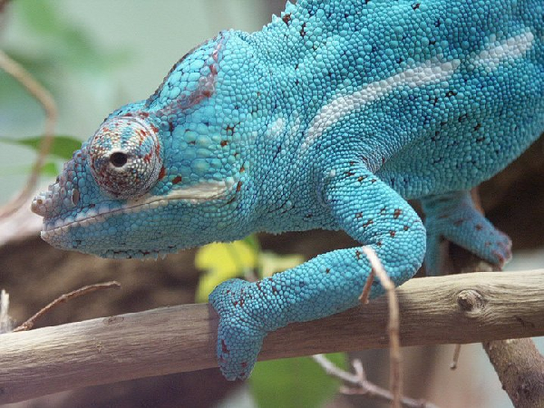  Furcifer pardalis ID = 