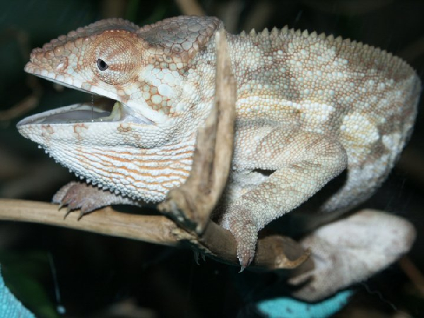  Furcifer pardalis ID = 