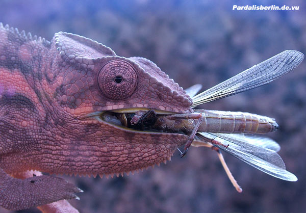  furcifer pardalis ambilobe ID = 