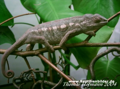  0,1 Furcifer pardalis ( Maroansetra ) ID = 