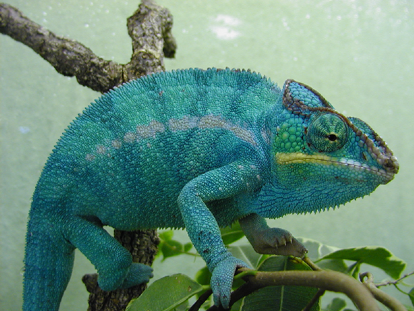  Furcifer pardalis Nosy be ID = 