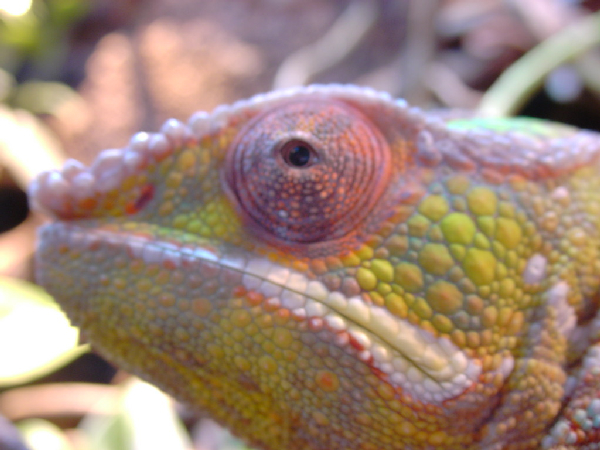  Furcifer Pardalis ID = 