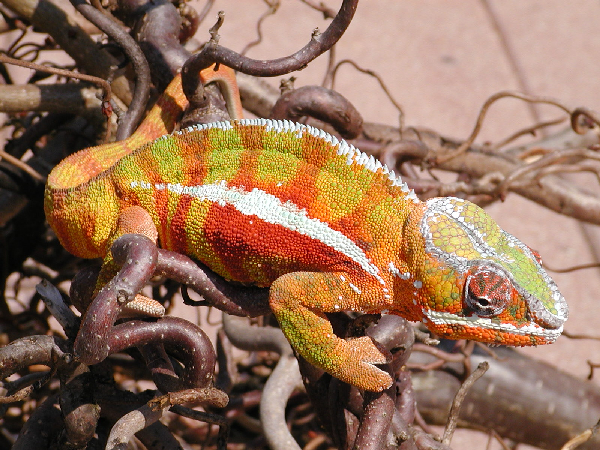  Furcifer pardalis ID = 