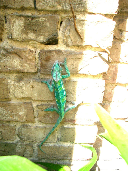  Furcifer pardalis ID = 