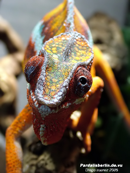  furcifer pardalis diego suarez ID = 