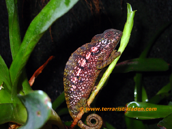  Furcifer lateralis ID = 