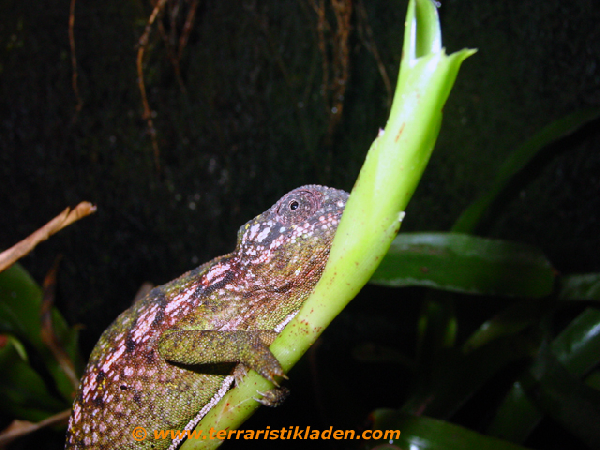  Furcifer lateralis ID = 