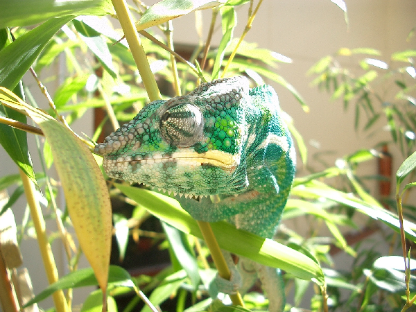  Furcifer pardalis ID = 