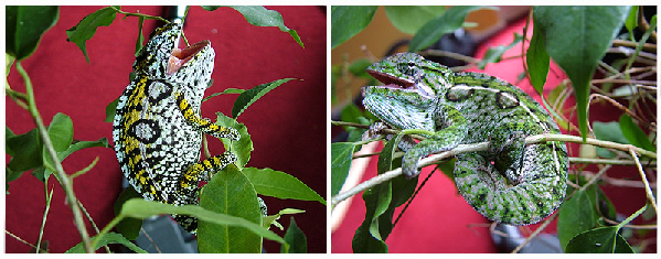  furcifer lateralis ID = 