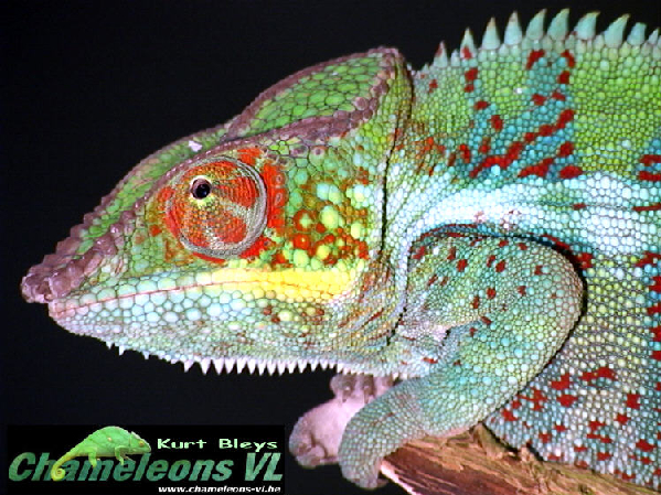  Furcifer pardalis ID = 