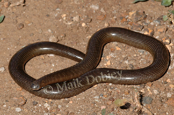  Typhlops lineolatus ID = 