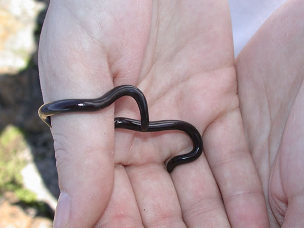  Ramphotyphlops braminus ID = 