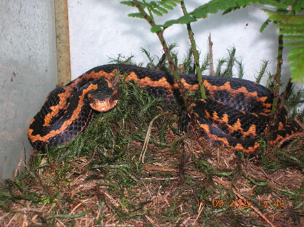  Vipera Kaznakovi ID = 