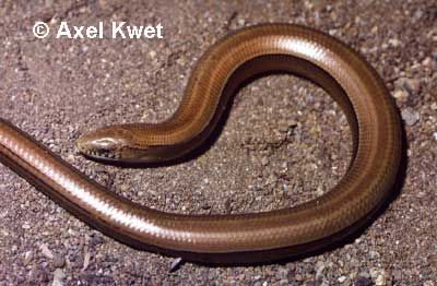  Ophiodes fragilis ID = 