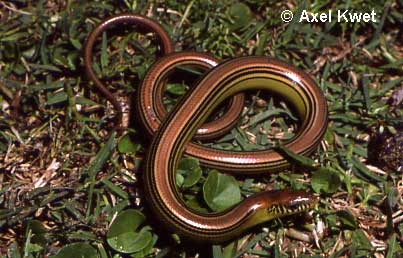  Ophiodes spec. ID = 