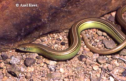 Ophiodes spec. ID = 