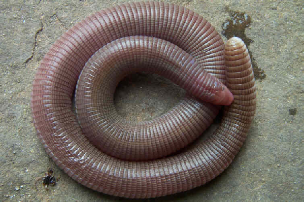  Amphisbaena cegei ID = 