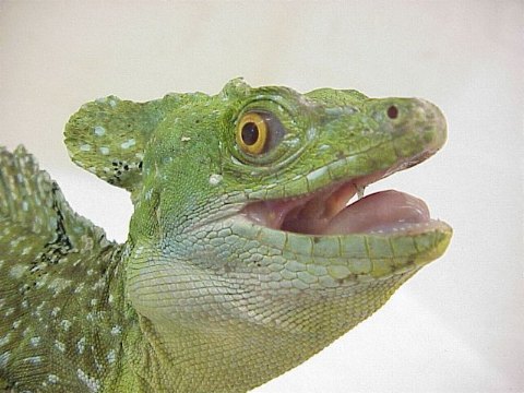  Basiliscus plumifrons ID = 