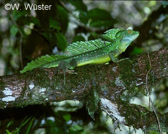  Basiliscus plumifrons ID = 