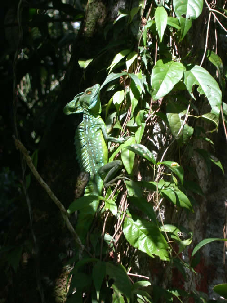  Basiliscus plumifrons ID = 