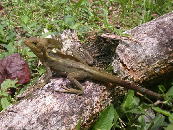  Basiliscus vittatus ID = 