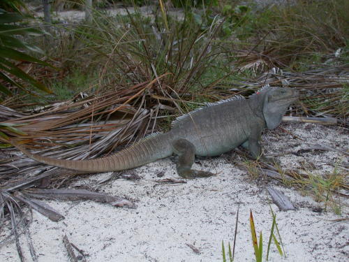  Cyclura carinata ID = 