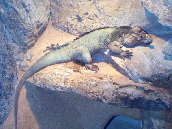  Cyclura cornuta ID = 