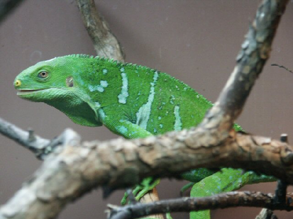  Brachylophus fasciatus ID = 