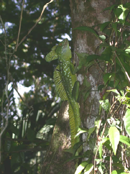  Basiliscus plumifrons ID = 