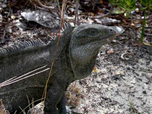  Cyclura carinata ID = 