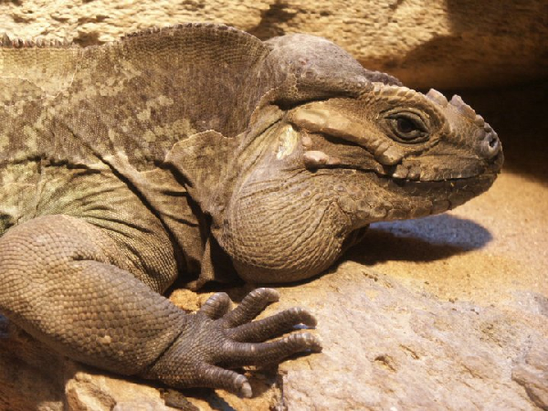  Cyclura cornuta ID = 