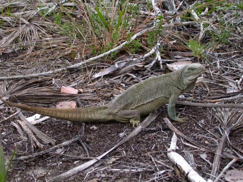  Cyclura carinata ID = 