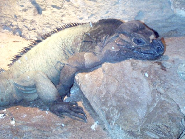  Cyclura cornuta ID = 