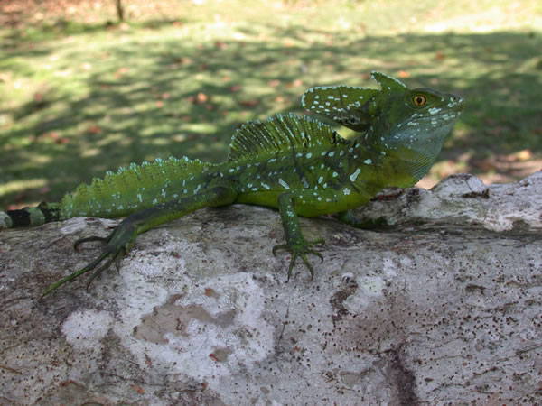  Basiliscus plumifrons ID = 