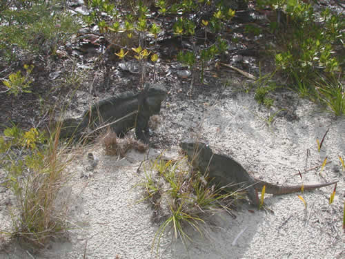  Cyclura carinata ID = 