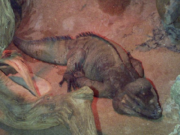  Cyclura cornuta ID = 