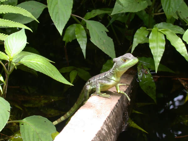  Basiliscus plumifrons ID = 