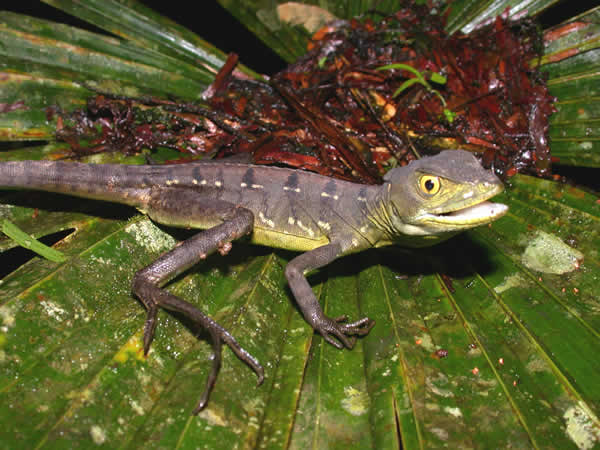  Basiliscus plumifrons ID = 