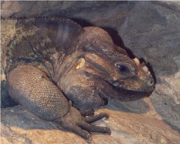  Cyclura cornuta ID = 