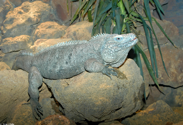  Cyclura nubila lewisi ID = 