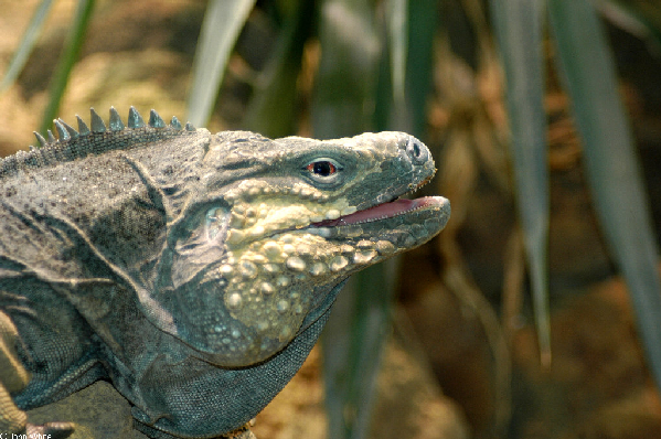  Cyclura nubila lewisi ID = 