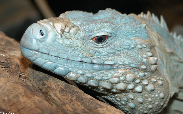  Cyclura nubila lewisi ID = 