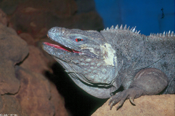  Cyclura nubila lewisi ID = 