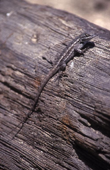  Sceloporus occidentalis ID = 