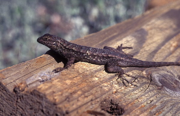  Sceloporus occidentalis ID = 