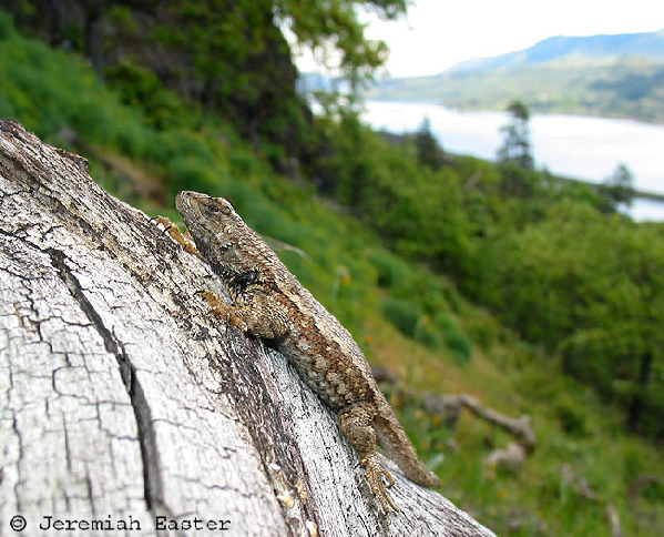  Sceloperus occidentalis occidentalis ID = 