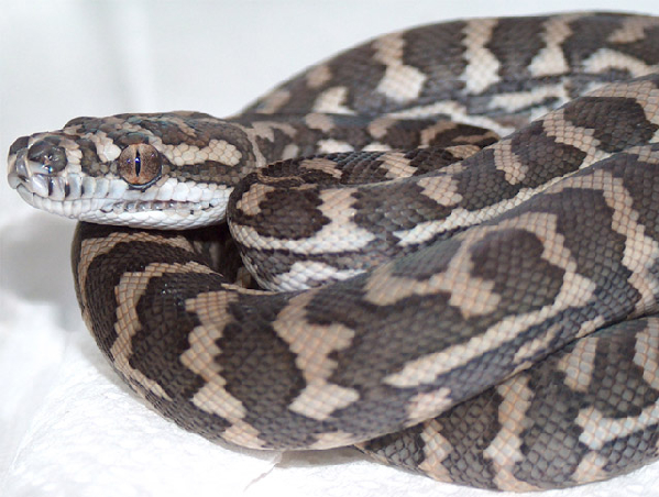  Morelia spilota mcdowelli ID = 