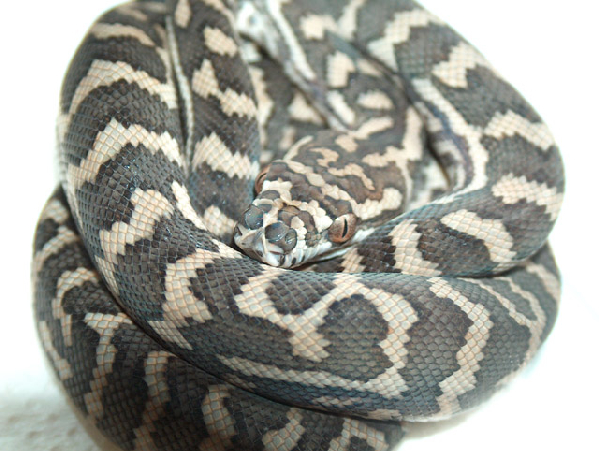  Morelia spilota mcdowelli ID = 